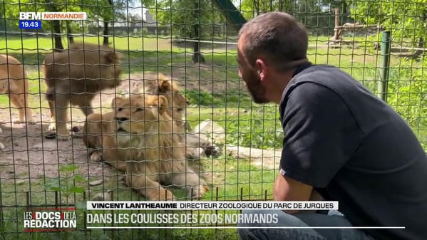 BFM Normandie dans les coulisses des zoos de Jurques et de Cerza